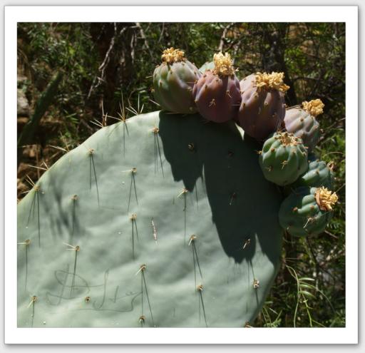 CACTUS avec figues de Barbarie