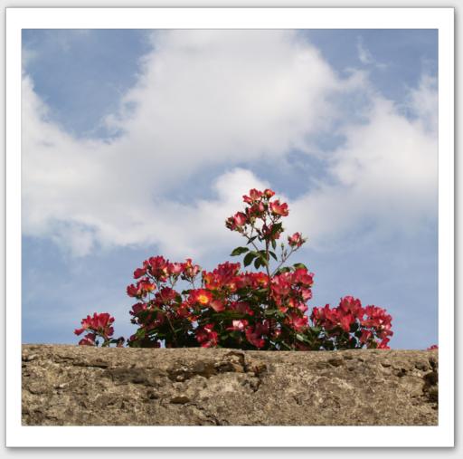 Fleurs par dessus le mur sur fond de nuages