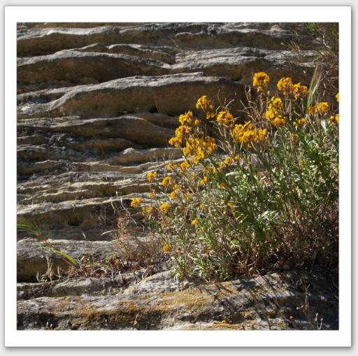 FLEURS SUR MURET