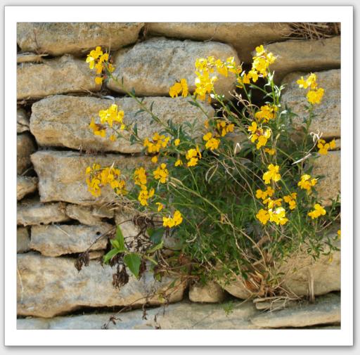 Les fleurs murmurent au creux de la pierre