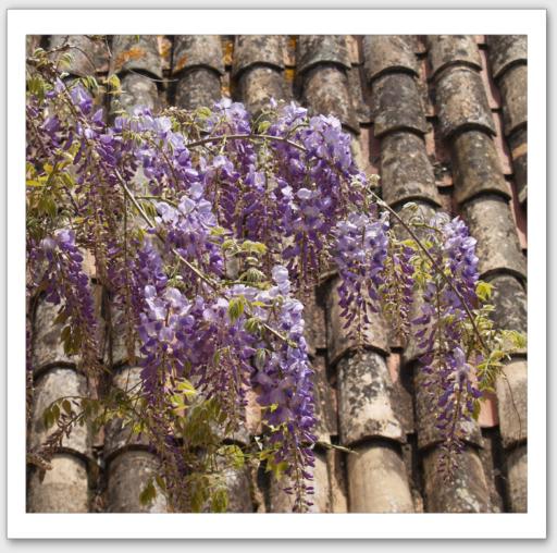 Glycines par dessus le toit de tuiles