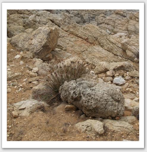 Plante sauvage en bord de plage